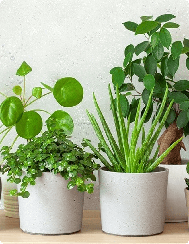 Bestel een plant bij Henk